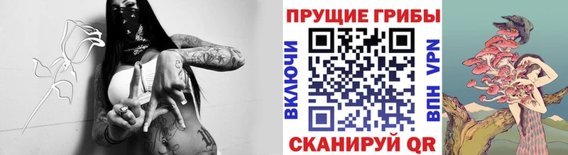 Купить где  Дно  Галлюциногенные грибы Psilocybine cubensis 