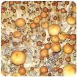 Псилоцибиновые (галлюциногенные)  грибы Psilocybin "Golden Teacher" в Дно