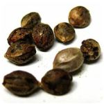 Семена марихуаны АК-47  (Seeds AK-47) в Дно